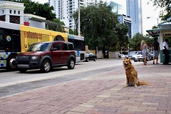 Andrew's dog, Shea, on S. Miami Ave (courtesy of Dover, Kohl & Partners)