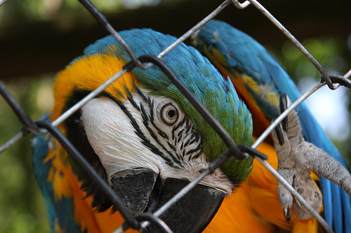 Blue and gold Macaw