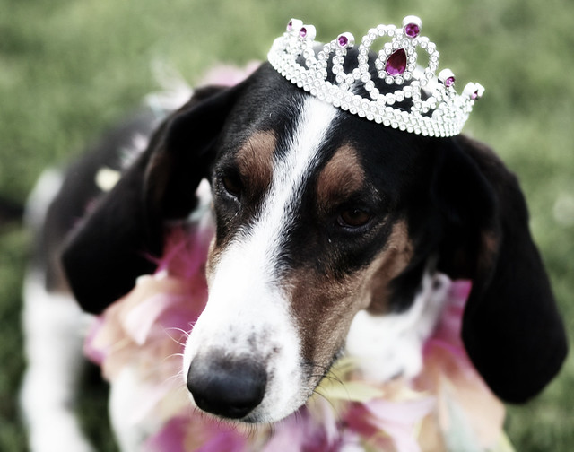 PRINCESS FOR A DAY Week 17/52