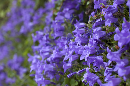 Purple Climbing Flowers