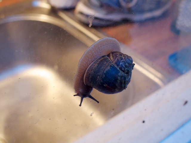 Kitchen Window Snail