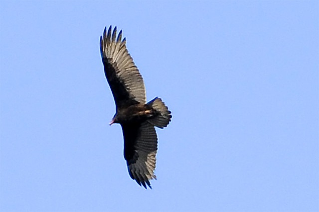 turkey vulture cape jan 2011