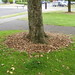 Tree Well with Mulch