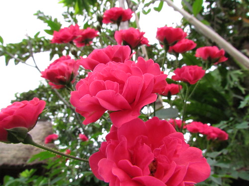 hamka akan Tato mawar jenis jenis mawar Dalammawar merah mawar wallpaper