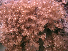 Goniopora coral