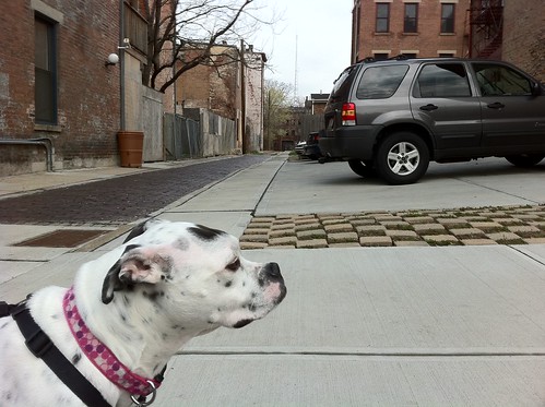 Sasha was not as interested in the alley as I was by Andrew Oehlerking