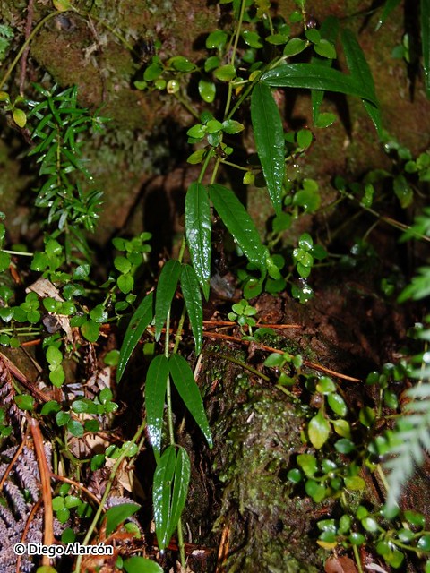 <br><br><br>Ejemplar de Pahueldún (<i>Cynanchum pachyphyllum</i>) en el Parque Oncol, Región de los Ríos.