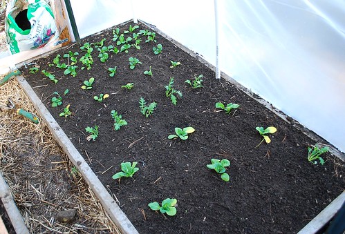 Bed of Brassicas