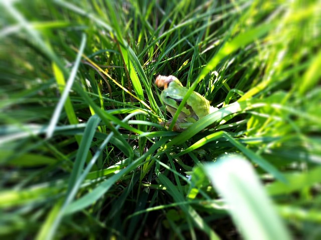 little green frog
