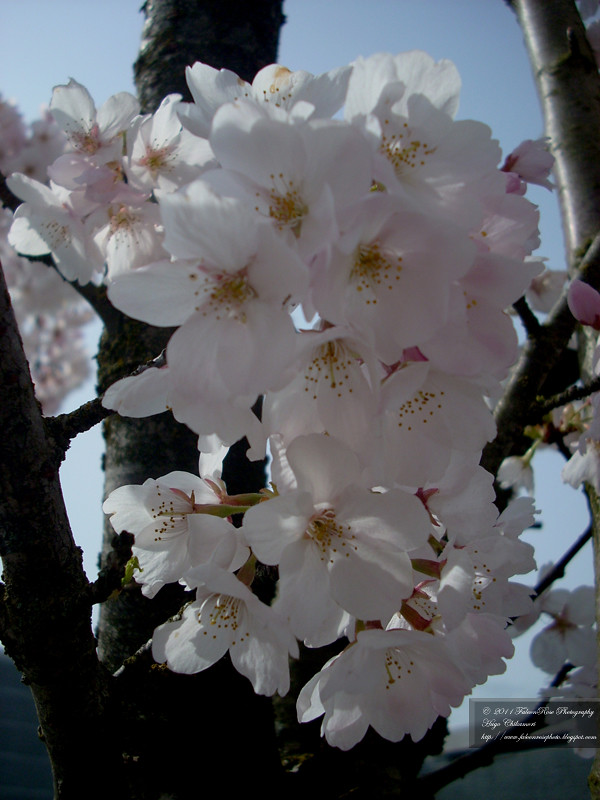 04-12-2011_white_flowering_cherryblossoms_wm