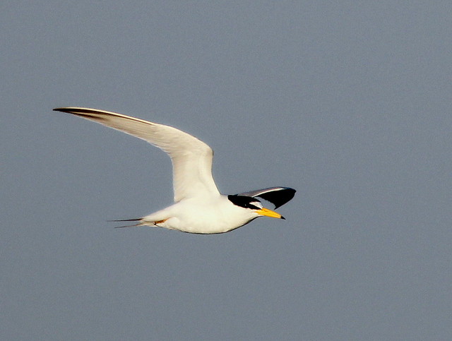 Least Tern in-flight 3-20110415