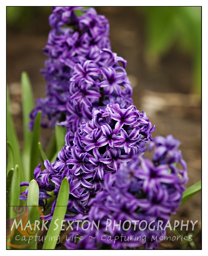Spring Flowers - hyacinth