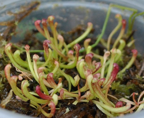 Sarracenia [(leucophylla x rubra) x ((purpurea x flava) x flava)] x 'Judith Hindle'