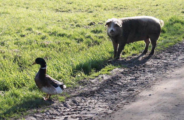 a pig and a duck