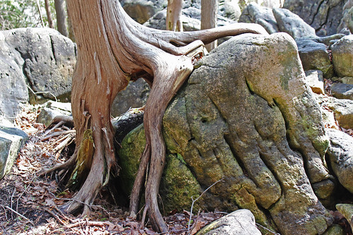Jones Falls Mini-hike - Tree Meets Rock