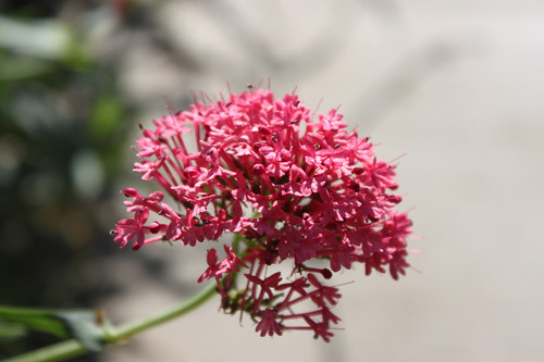garden_pinkflower