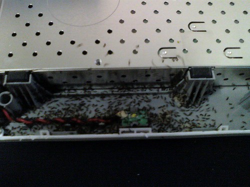 Ants in external hard drive