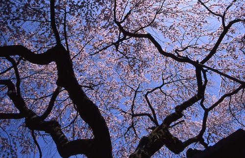 桜と枝 by tamarin01