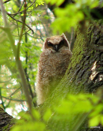 Woodsy, Great Horned Owl chick