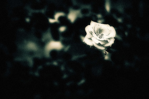  フリー写真素材, 花・植物, 薔薇・バラ, モノクロ写真,  