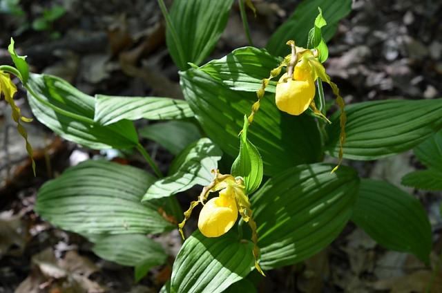 ladyslippers
