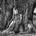 Old Oak stump