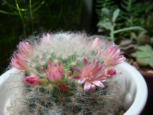 Cactus (Mammillaria bocasana)
