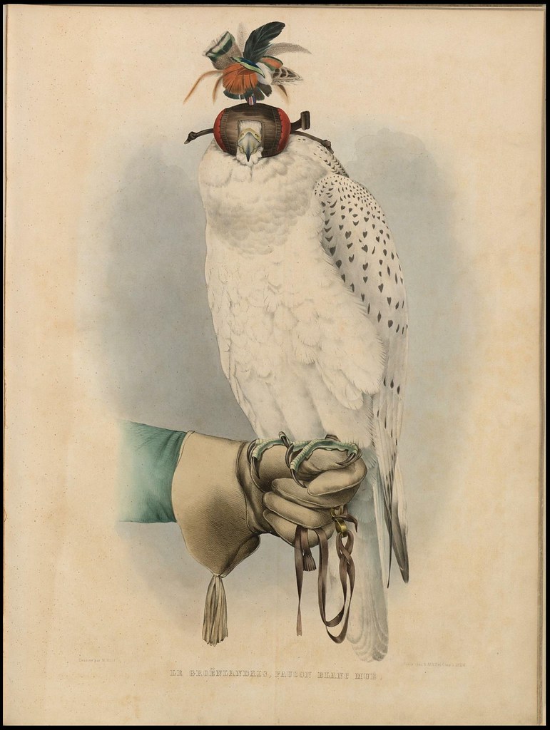 chromolithograph of Hooded falcon perched on handler's gloved hand, by H Schlegel, 1853