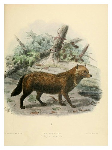 012-Perro de monte-Dogs jackals wolves and foxes…1890- J.G. Kulemans