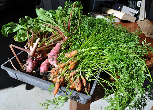The Harvest - Radishes and Baby Carrots