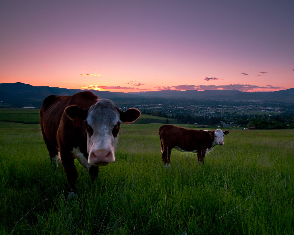Missoula cows at sunset