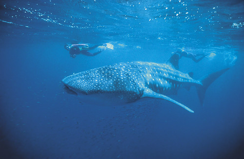 Whale shark in Ningaloo - 000256.jpg