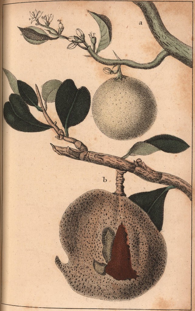 a. le Citronier des Haies. b. Fruit de l'Abricotier.