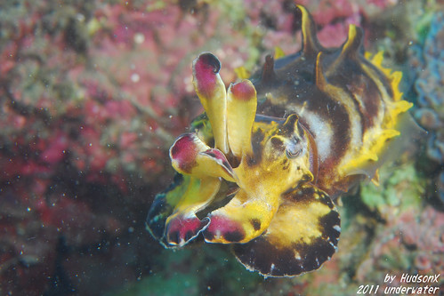 火焰花枝 - Flamboyant Cuttlefish(3)