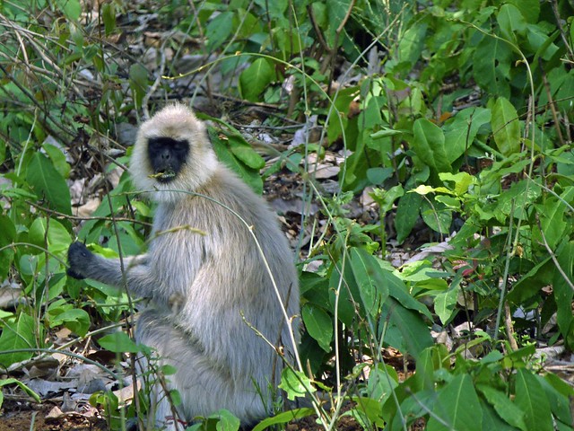 Grey Langur Monkey, Mudumalai National Park