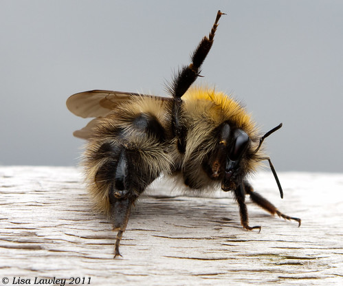 Bumble Bee Yoga?