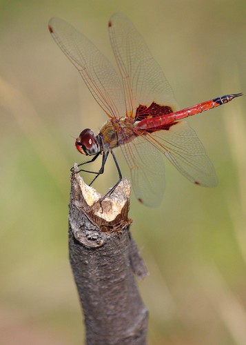 Red Dragonfly - Broome Bird Observatory - Kimberley, Western Australia