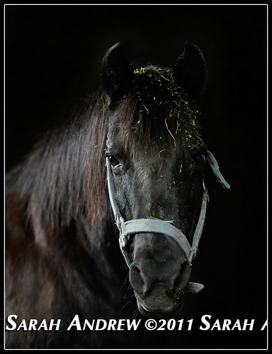 black thoroughbred racehorse. Black on Black