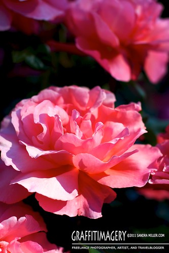 Portland Rose Garden  2221