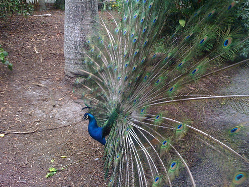 Zoo camp - peacock