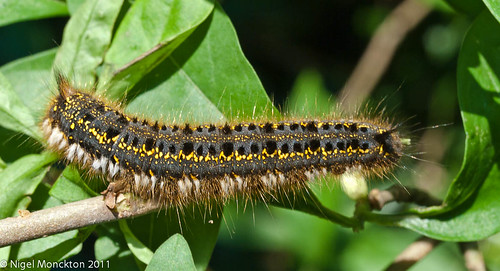 1000/468: 03 June 2011: Unidentified caterpillar by nmonckton