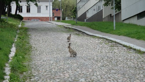 Rabbits, Turku (20110602)
