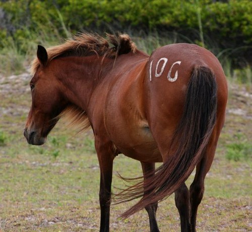 Pony10GBeach2011