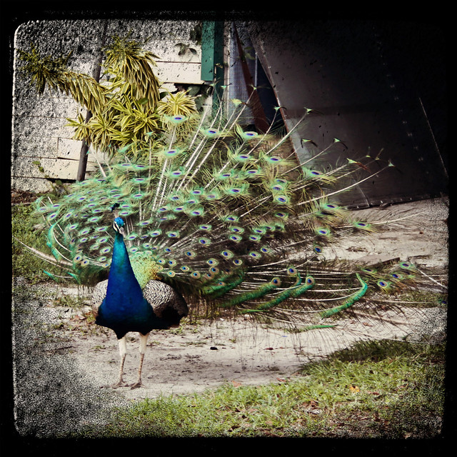 Everglades Holiday Park peacock square