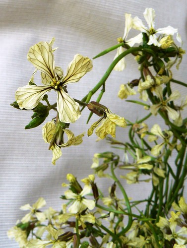 arugula edible flowers
