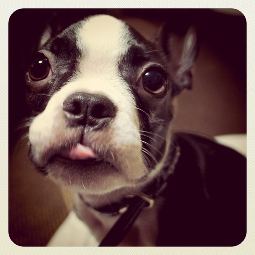 おやすみ～(๑-ω-๑)ﾈﾑｰ #bostonterrier #dog #puppy by mofftimes