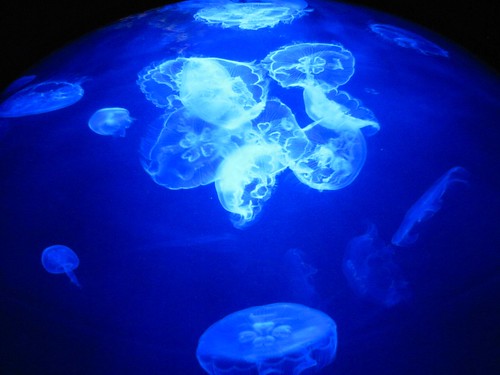 jellyfish cluster