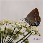 DSC_7407c -  Butterfly