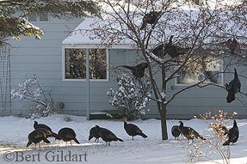 Turkeys & our neighbors yard
