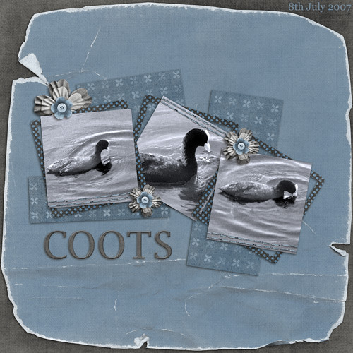 Coots by Lukasmummy